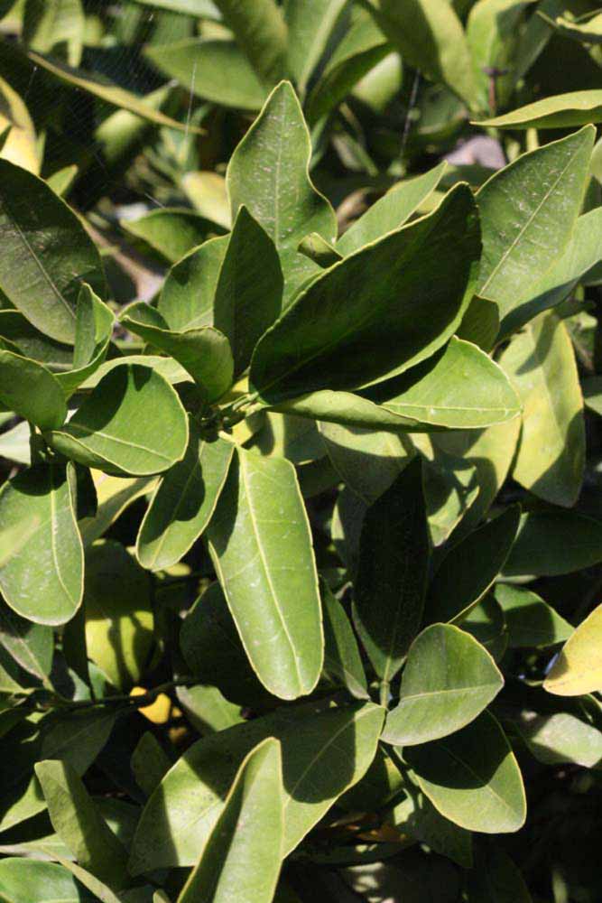            Sun leaves (Riverside, CA)   